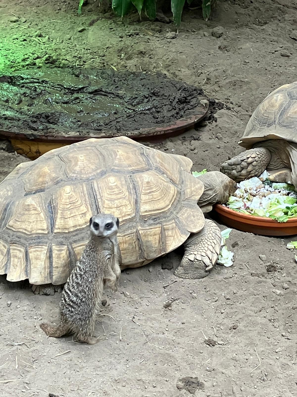 Foto 53 bij artikel "Uitje naar de Orchideenhoeve in Luttelgeest".